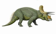 † Triceratops horridus(vor etwa 72 bis 66 Millionen Jahren)